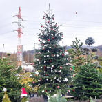 Normandská jedľa (Abies Nordmanniana) - výška 250-300 cm, kont. C180L
